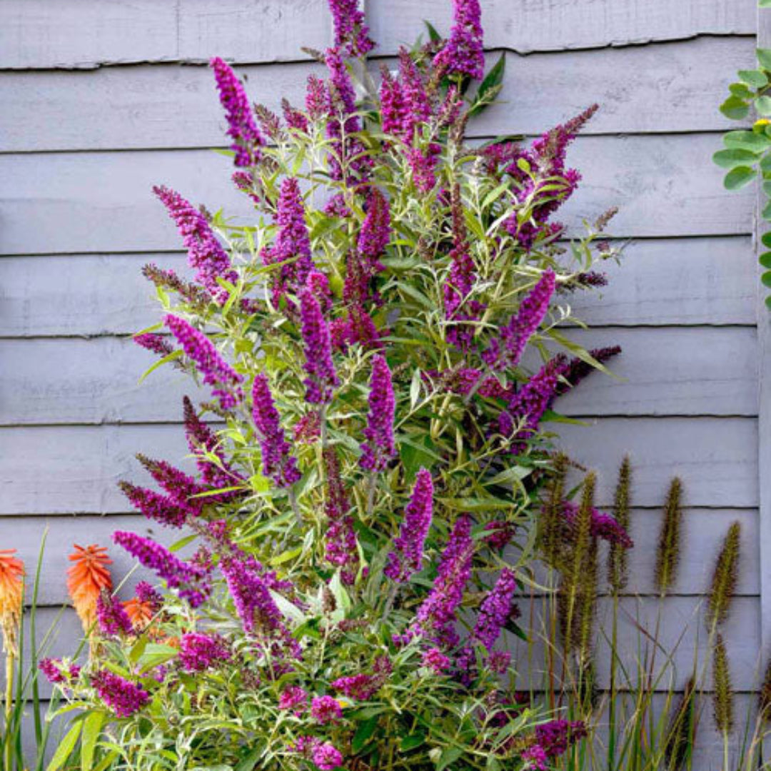 Butterfly Towers  Magenta Butterfly Bush