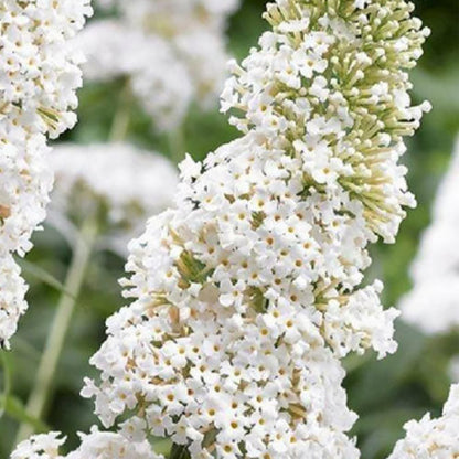 White Profusion Butterfly Bush
