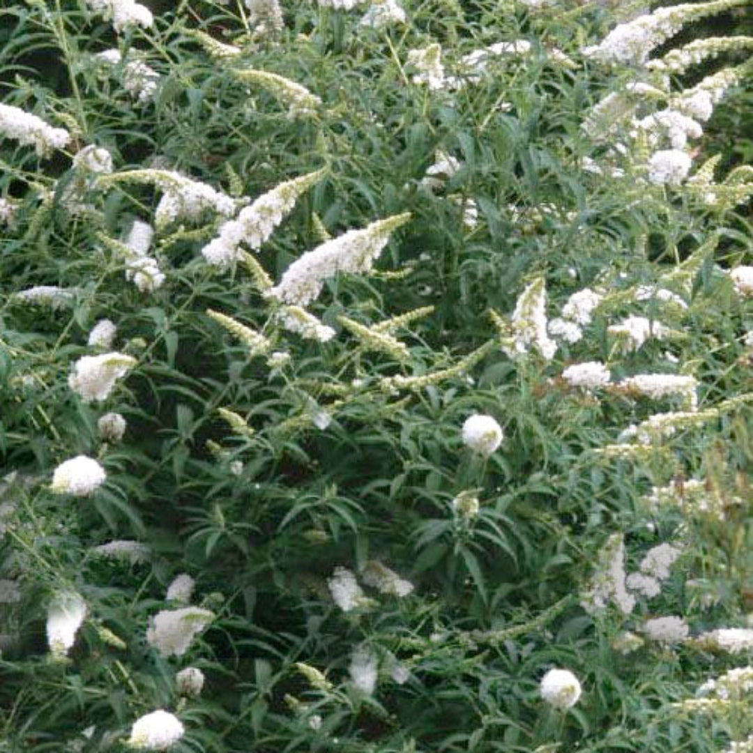 White Profusion Butterfly Bush