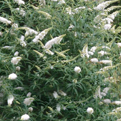 White Profusion Butterfly Bush