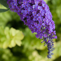 Lo & Behold 'Purple Haze' Butterfly Bush Buddleia