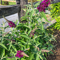 Butterfly Bush, Dark Reddish Purple Flowers