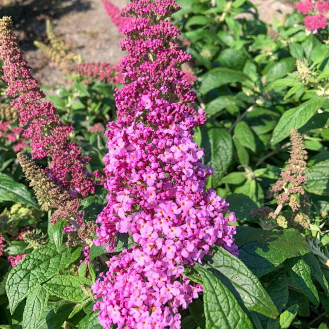 Buddleia Pugster Pink Butterfly Bush