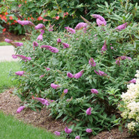 Buddleia Pugster Pink Butterfly Bush