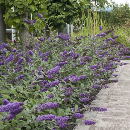 Blue Chip Jr. Butterfly Bush (Low and Behold Variety)