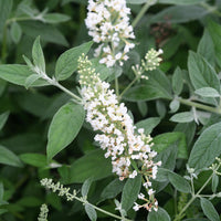Buddleia Lo & Behold 'Ice Chip' Butterfly Bush