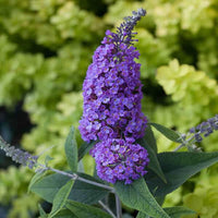 Lo & Behold 'Purple Haze' Butterfly Bush Buddleia