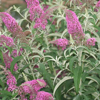 Summer Beauty' Butterfly Bush