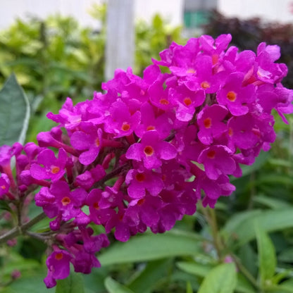 Tutti Frutti Butterfly Bush