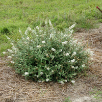 Buddleia Lo & Behold 'Ice Chip' Butterfly Bush