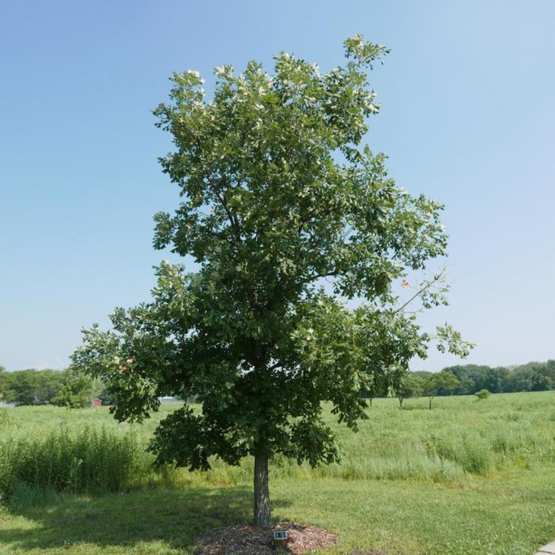 Bur Oak- Large Masculine Tree