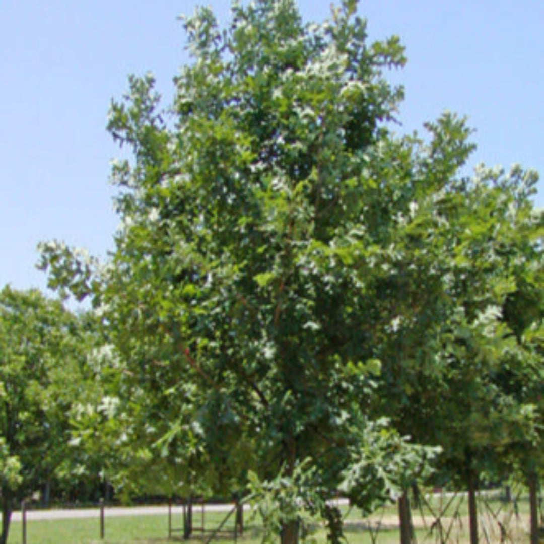 Bur Oak- Large Masculine Tree