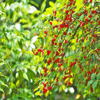 Nanking Cherry Shrub with Bright Red Cherries Prunus tomentosa Fruit Close-Up