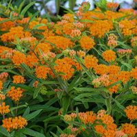 Butterfly feeding on orange milkweed plant in garden