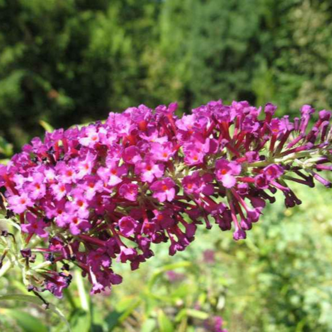 Attraction Butterfly Bush