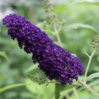 Butterfly Bush, Dark Reddish Purple Flowers