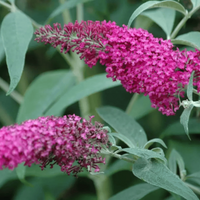Summer Beauty' Butterfly Bush