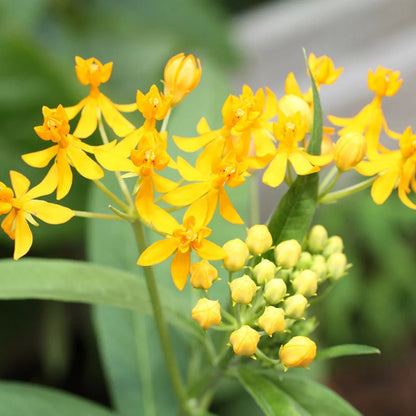 Asclepias tuberosa &