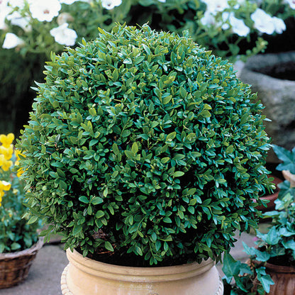 Green Velvet Boxwood ( Black Friday Sale )