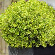 Golden Dream Buxus