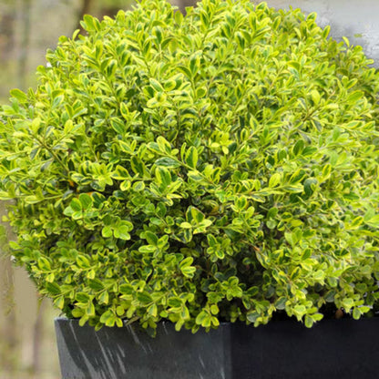 Golden Dream Buxus