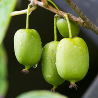 Issai Hardy Kiwi Vine