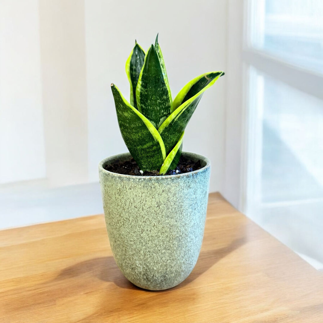 Snake Plant in decorative pot