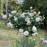 Bolero Rose
