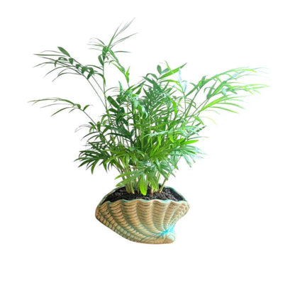 Neanthe Bella Palm in Special Planter (Indoor Plant)
