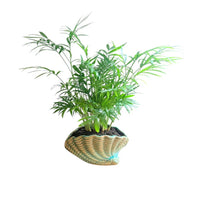 Neanthe Bella Palm in Special Planter (Indoor Plant)