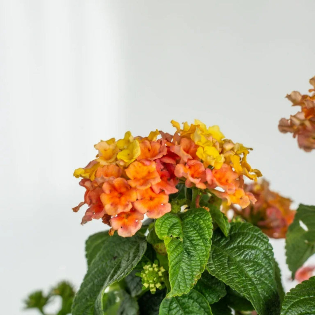 Peach Glow Little Lucky Lantana