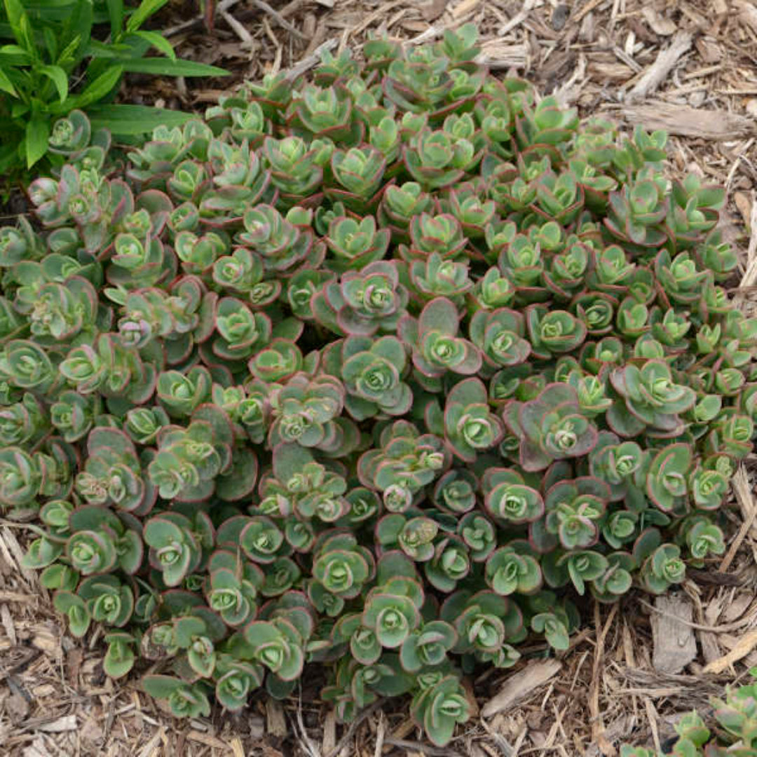 Sedum SunSparkler &