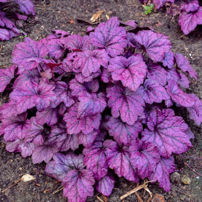 Heuchera Dolce® &
