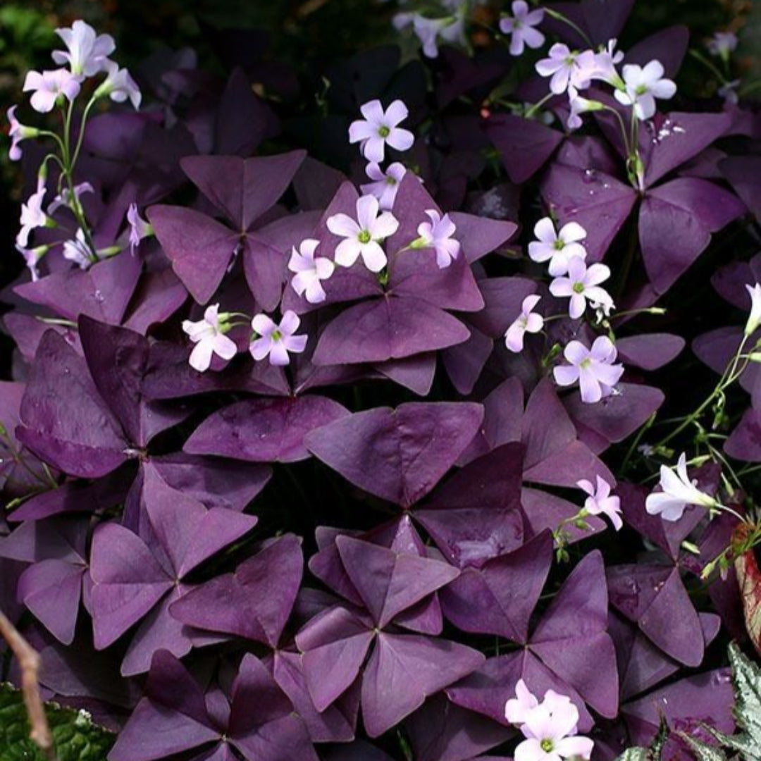 Oxalis Regnelli &