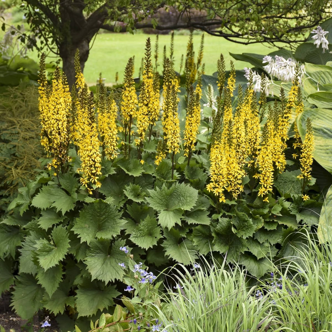 Ligularia Bottle Rocket