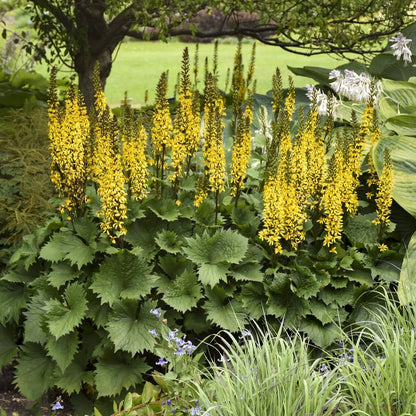 Ligularia Bottle Rocket