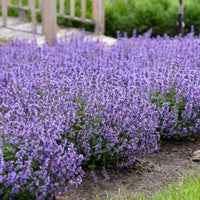 Nepeta faasserii 'Cat's Pajamas' - [EG]