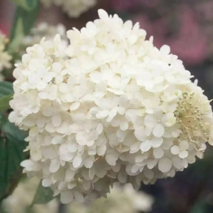 Burgundy Lace Hydrangea Plant