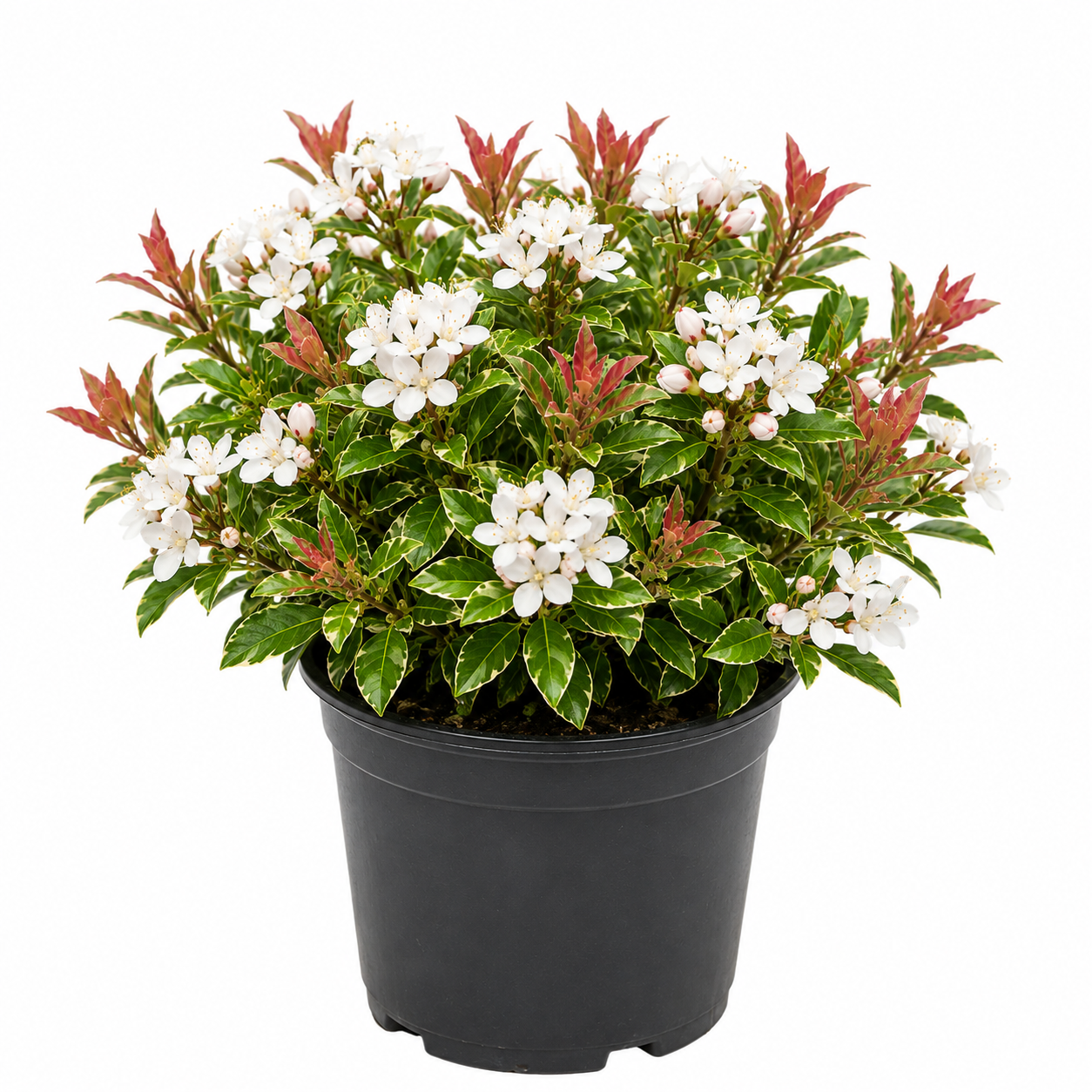 Snowcap Indian Hawthorn