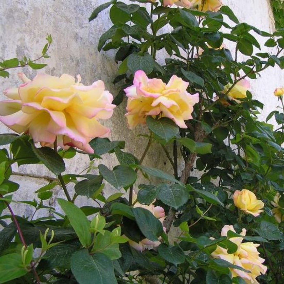 Climbing Peace Rose Tree - The Rose of Roses