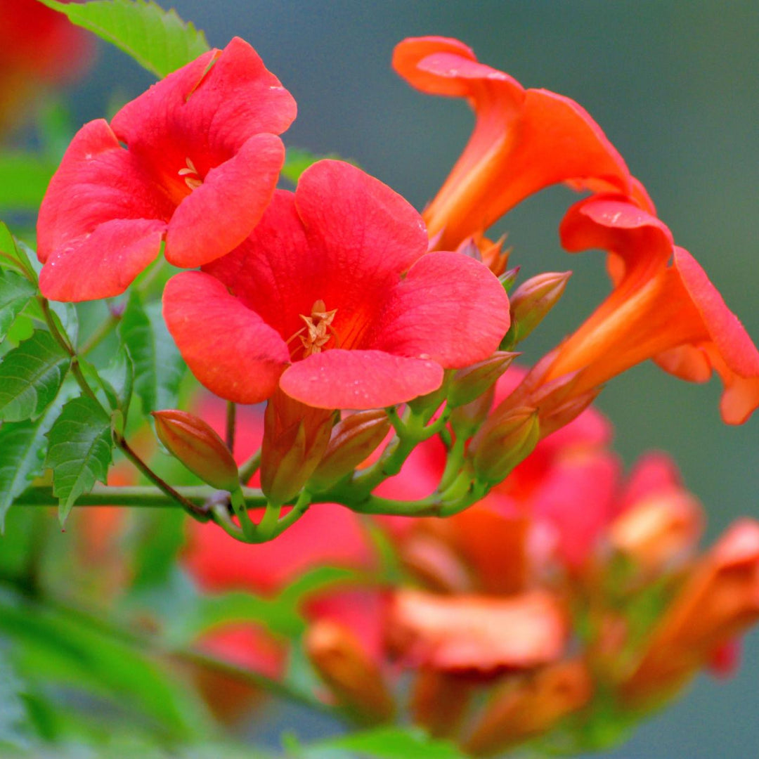 Campsis Radicans (Trumpet Creeper)