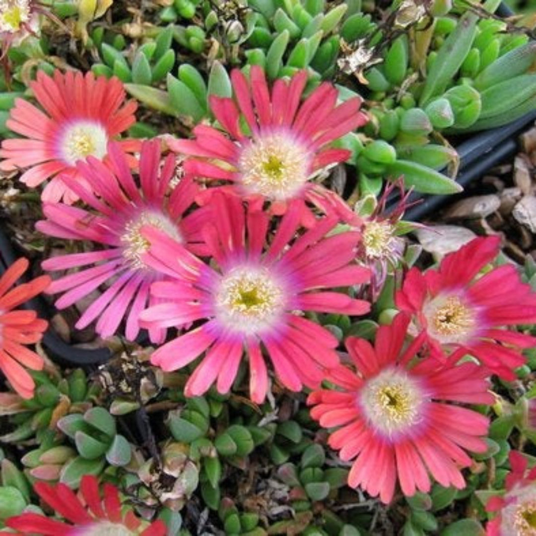 Delosperma Dyeri &