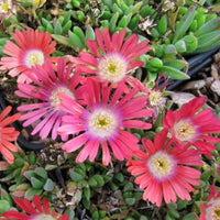 Delosperma Dyeri 'Psdold' Red Mountain Iceplant