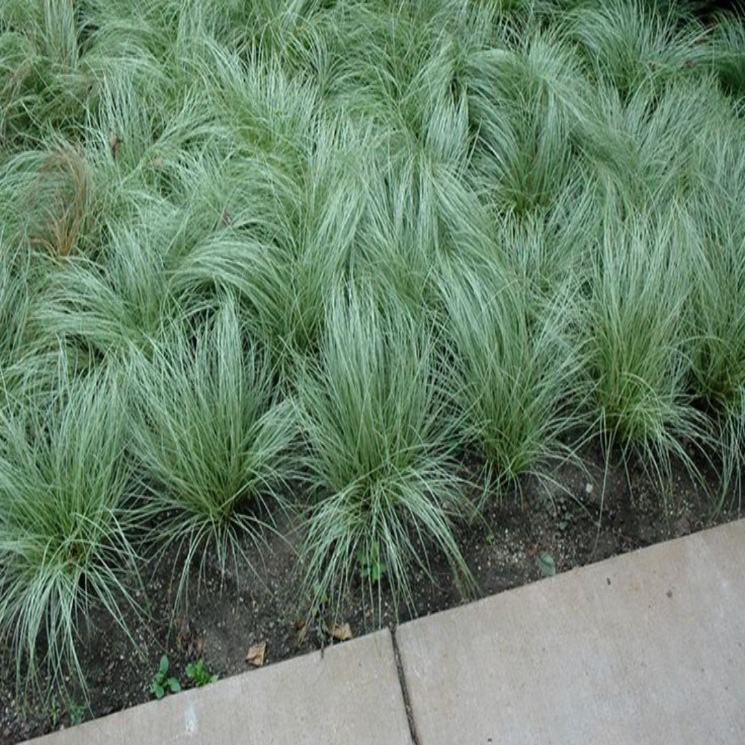 Grass: Carex comans &