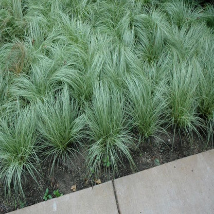 Grass: Carex comans &
