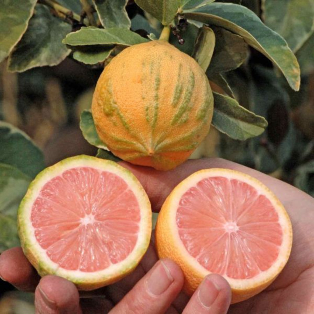Pink Variegated Citrus Eureka Lemon Tree
