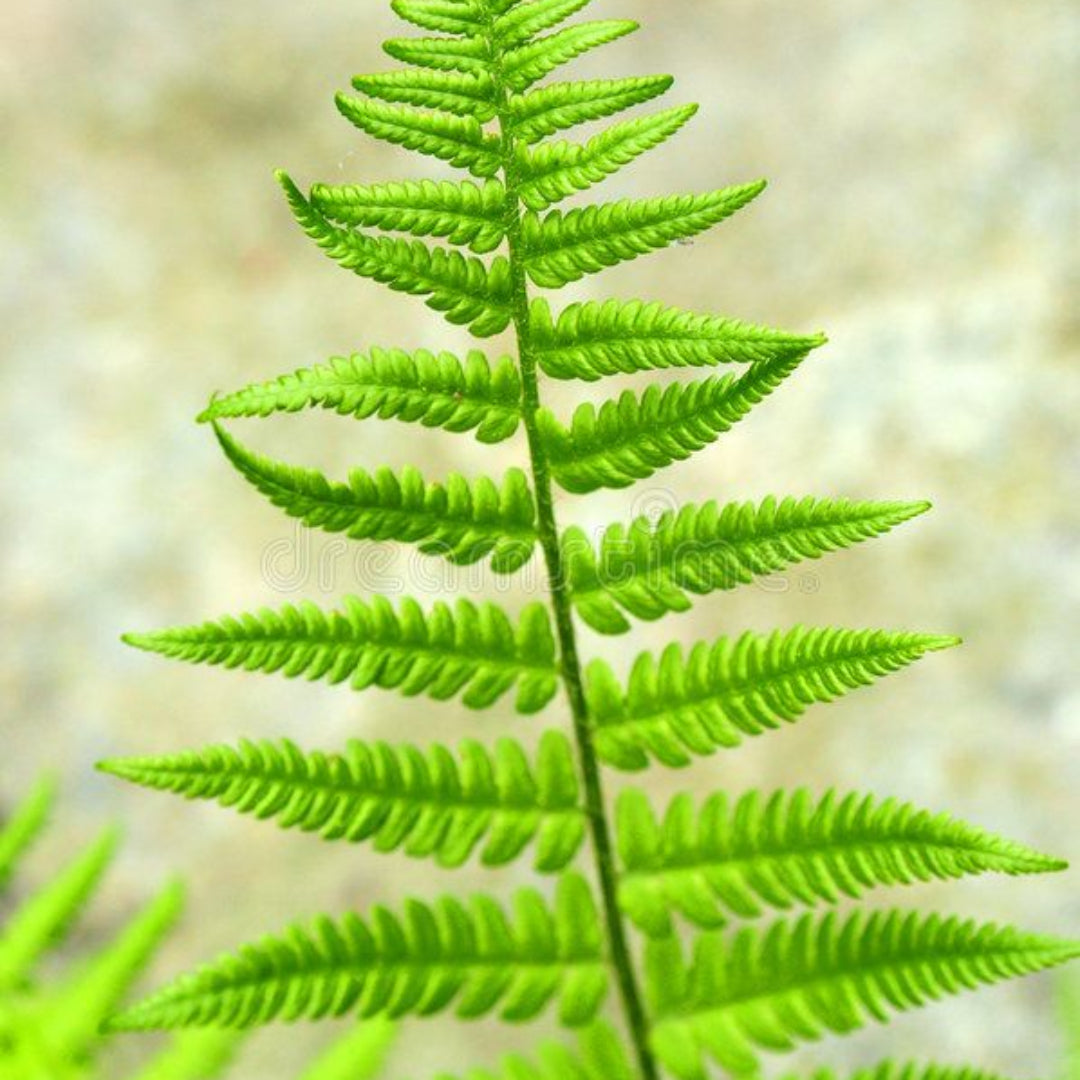 Broad, Dark Green Glossy Fronds, Grows In An Outward, Spreading, Vase
