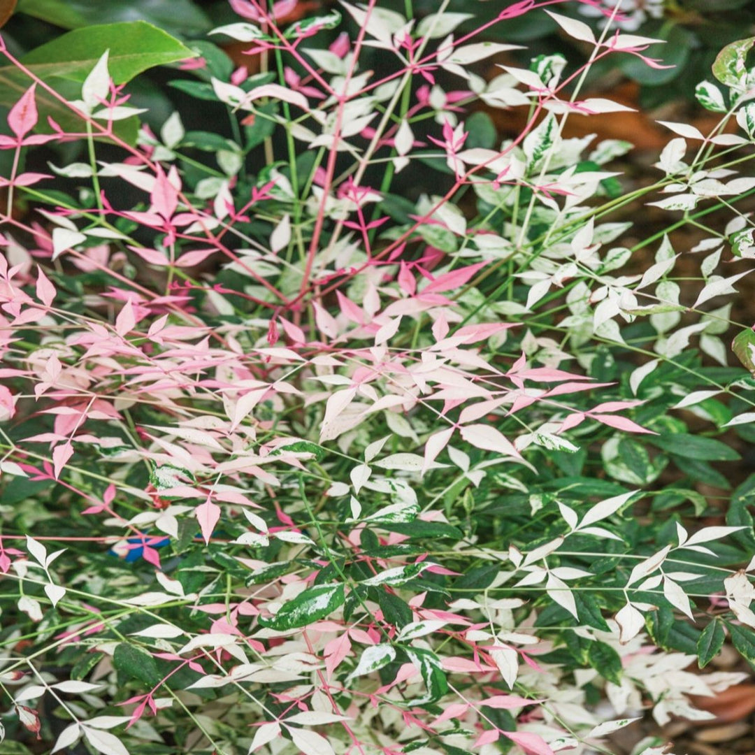 Nandina Twilight