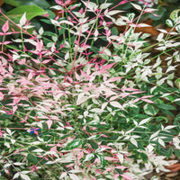 Nandina Twilight