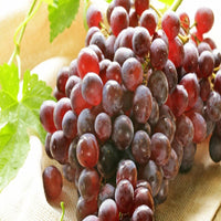 Ripened red seedless grapes hanging on healthy grapevine